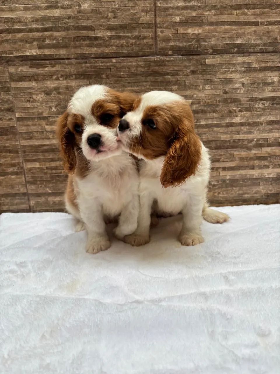 Cavalier legítimo pedigree cbkc  - Foto 2