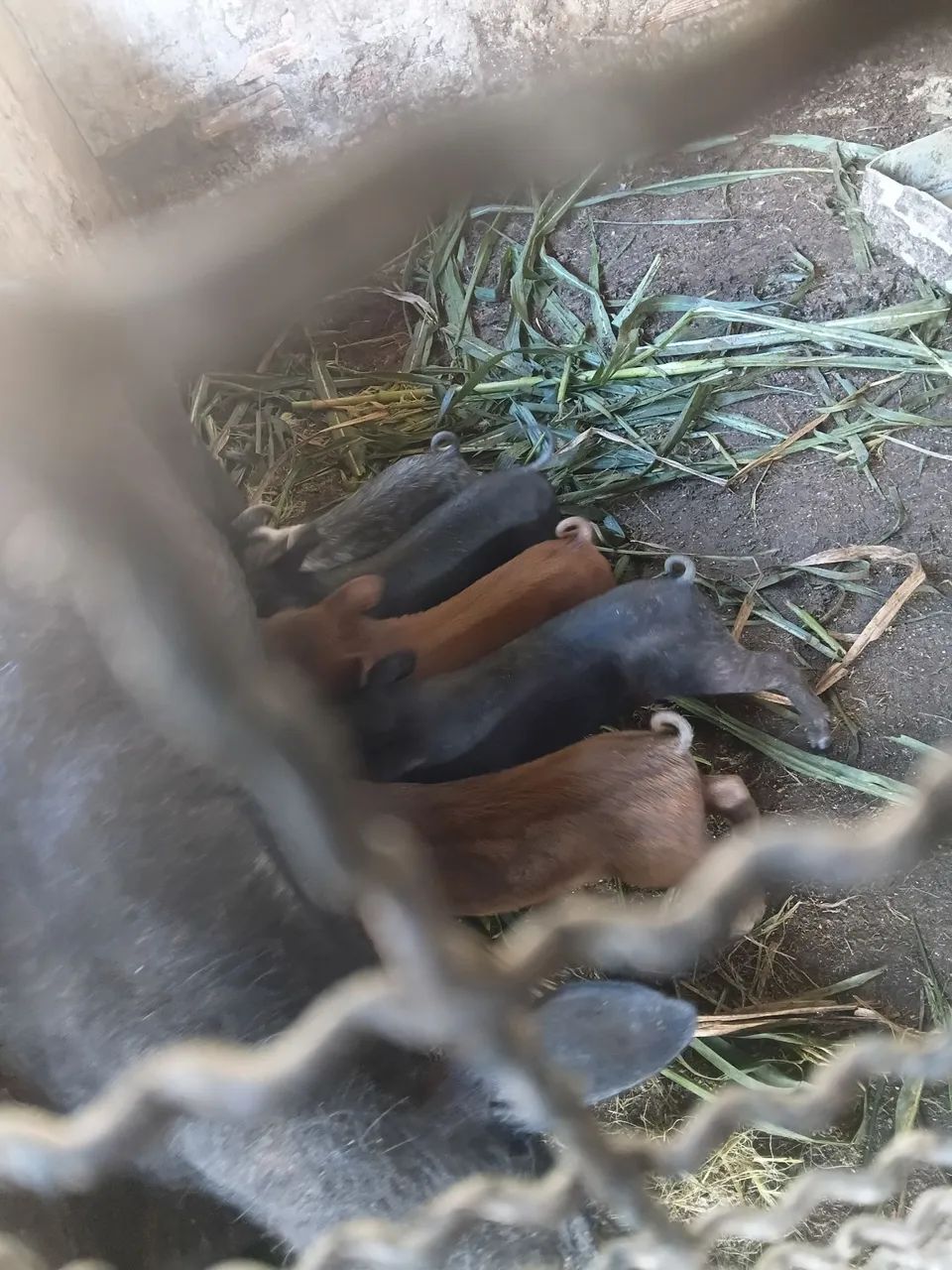 Porca com leitão  - Foto 2