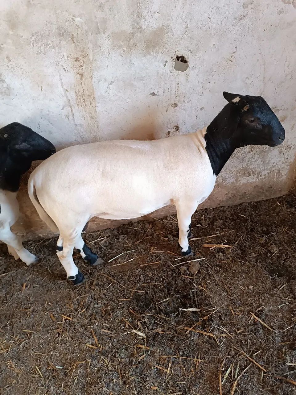 Borrego 