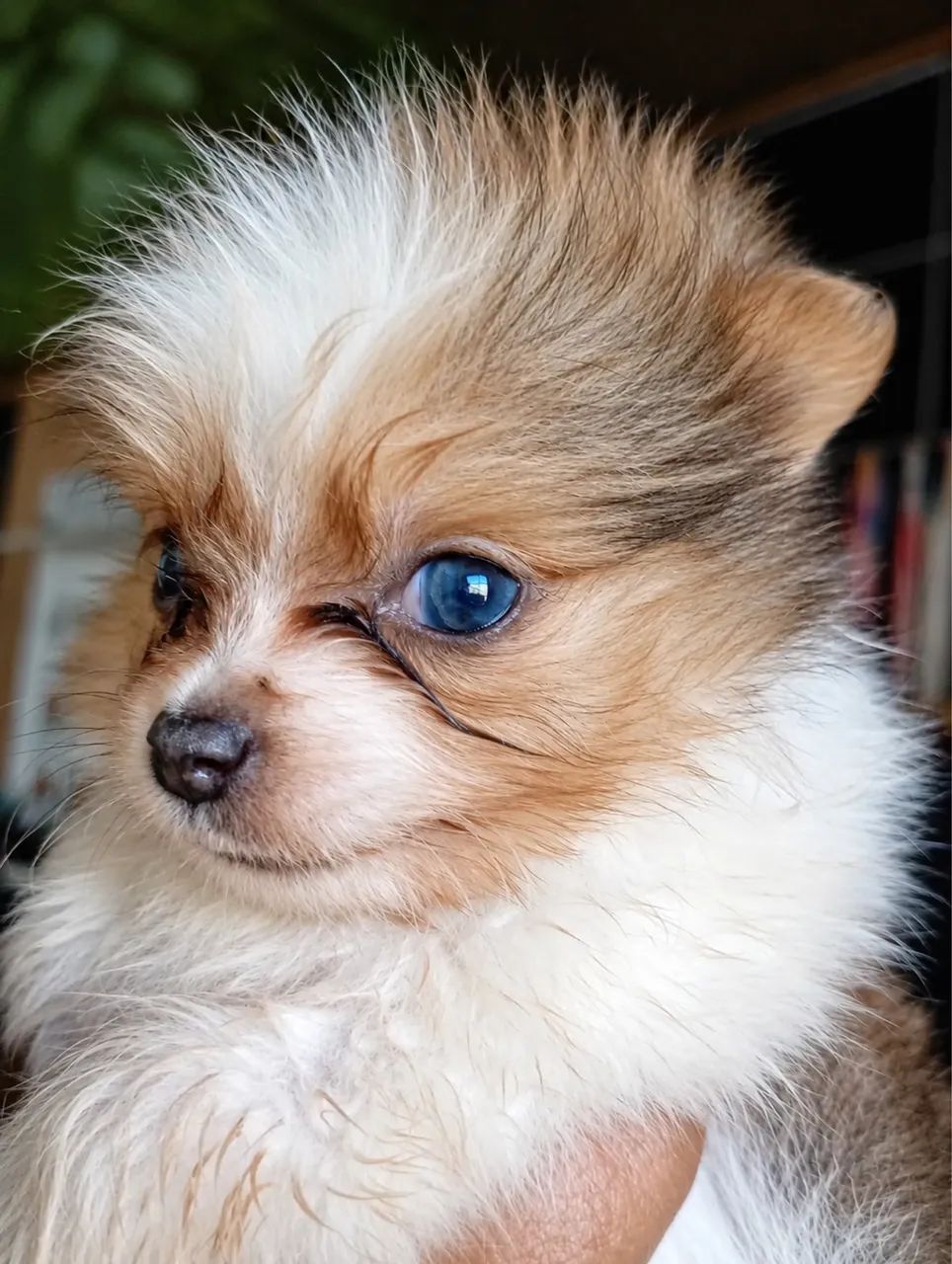 Cachorro