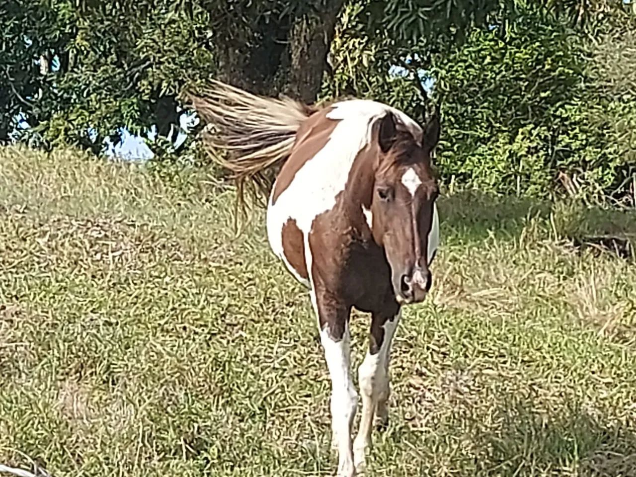 Égua Paint Horse - boa reprodutora - Foto 3