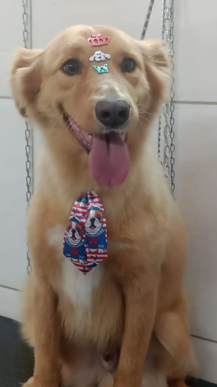 Serviço de banho e tosa 