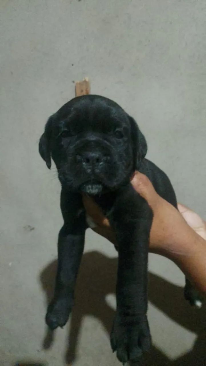 Cane corso - Foto 3