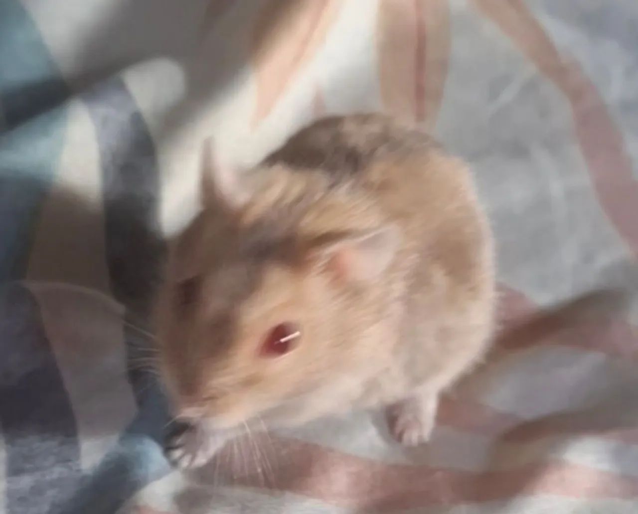 Hamster anão russo  - Foto 2