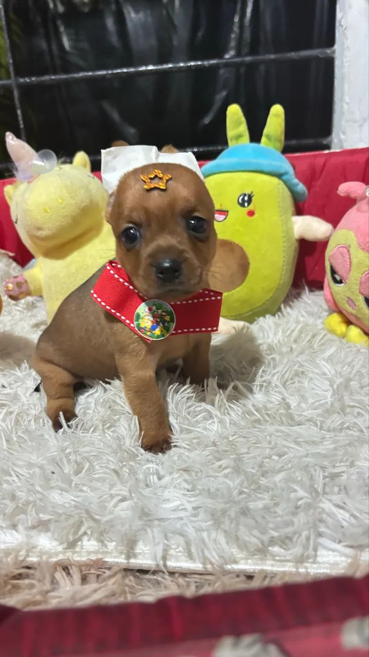 Pinscher micros - Foto 4