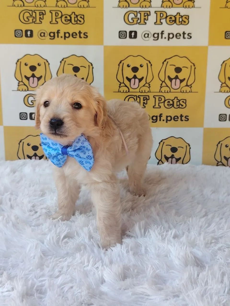 Golden Retriever macho  - Foto 3