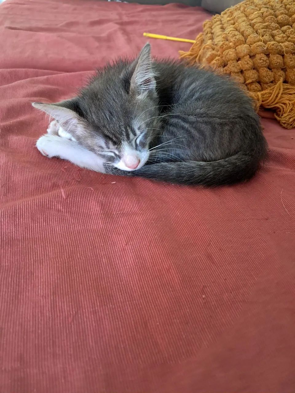Doa se gatinho - Foto 2