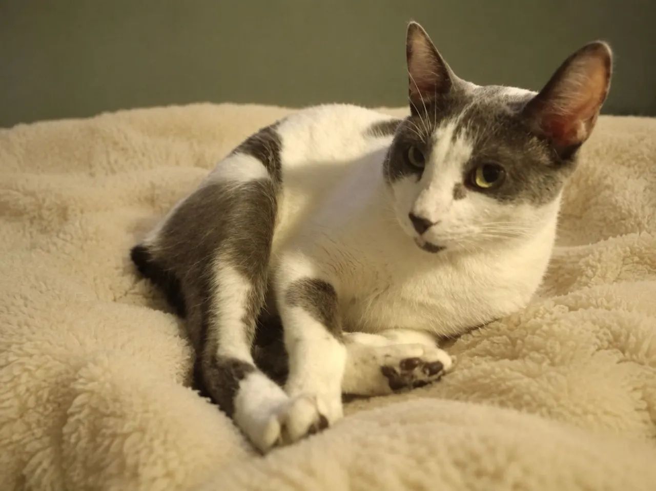 Doação Consciente 2 Gatinhos - Foto 3