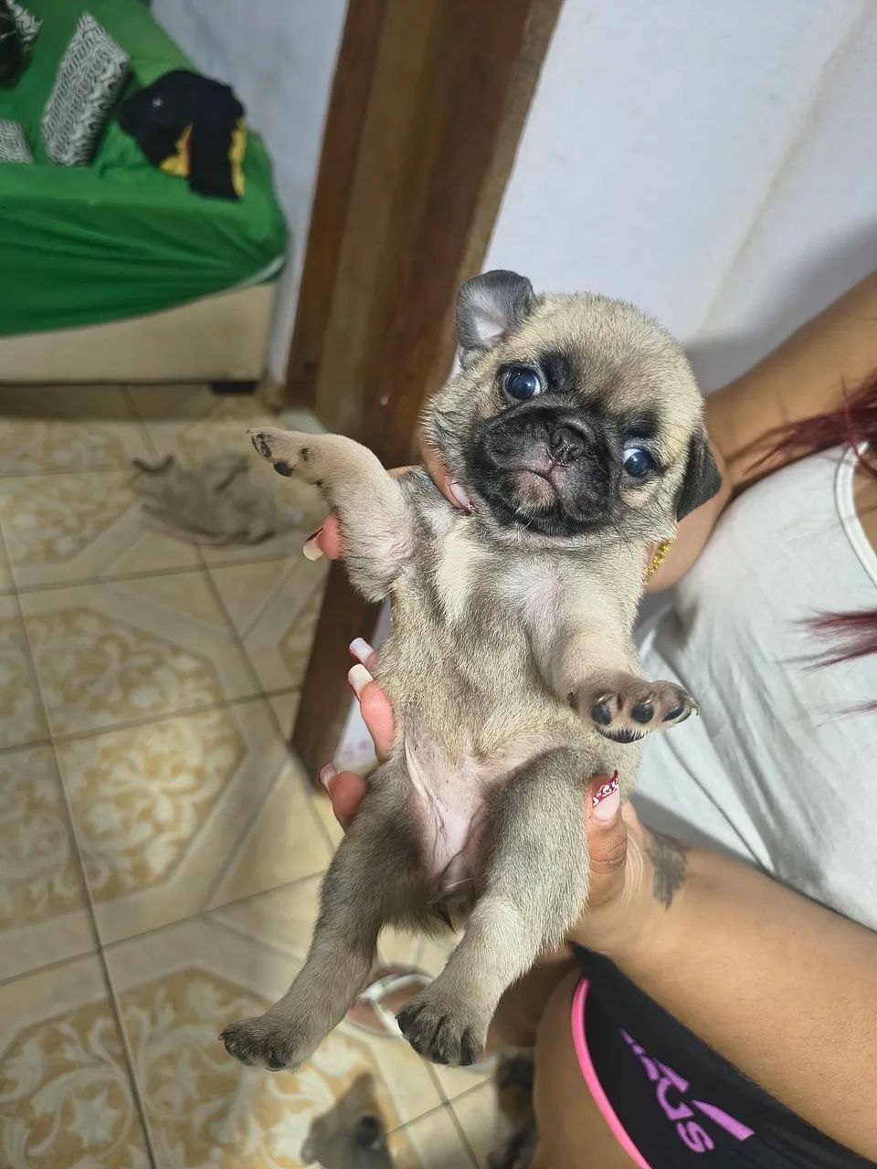 Cachorro  - Foto 2