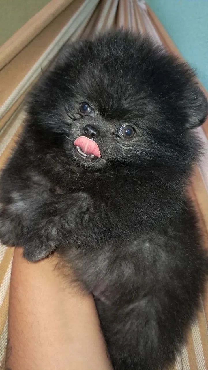 Spitz alemão