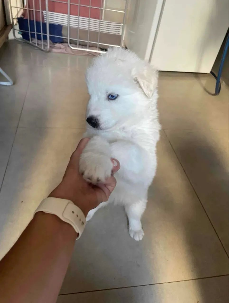 Vendo Husky Siberiano  - Foto 2