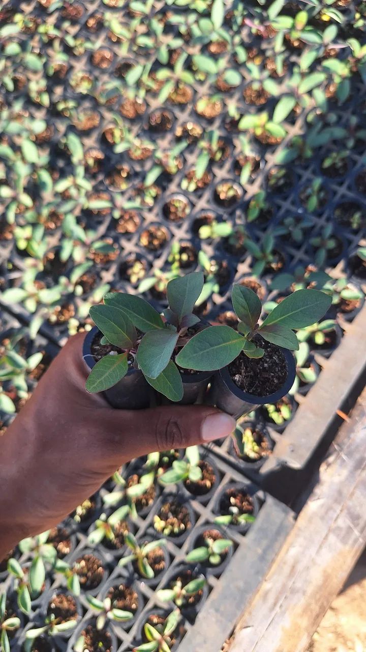 Mudaa de eucalipto  - Foto 2