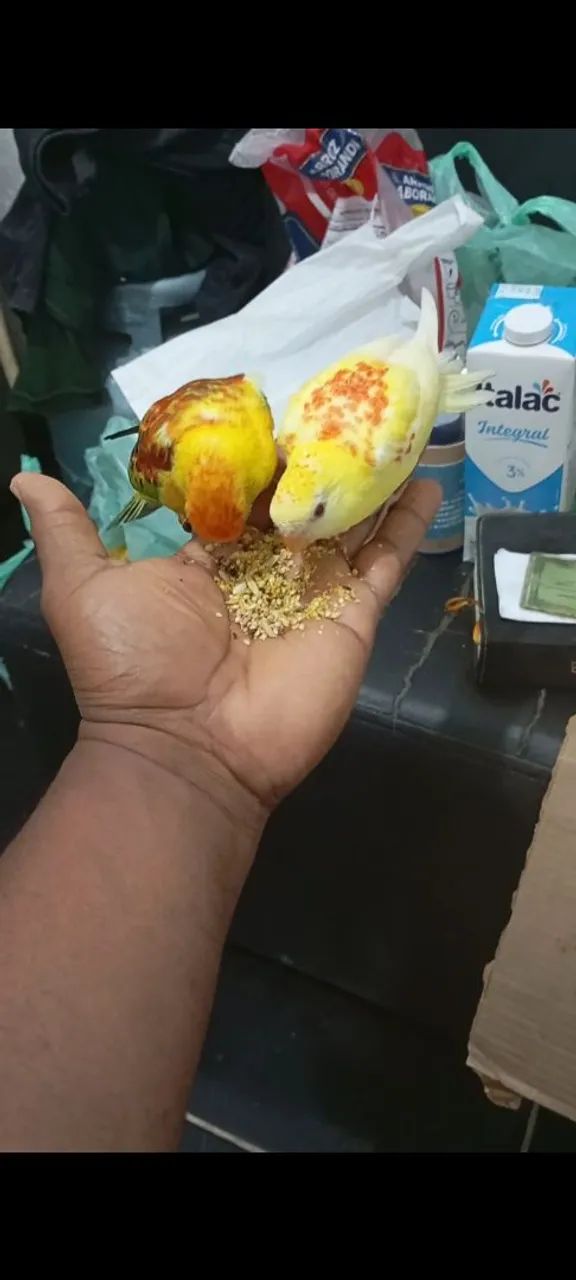 Red hamper filhotes dois meses mansos - Foto 5