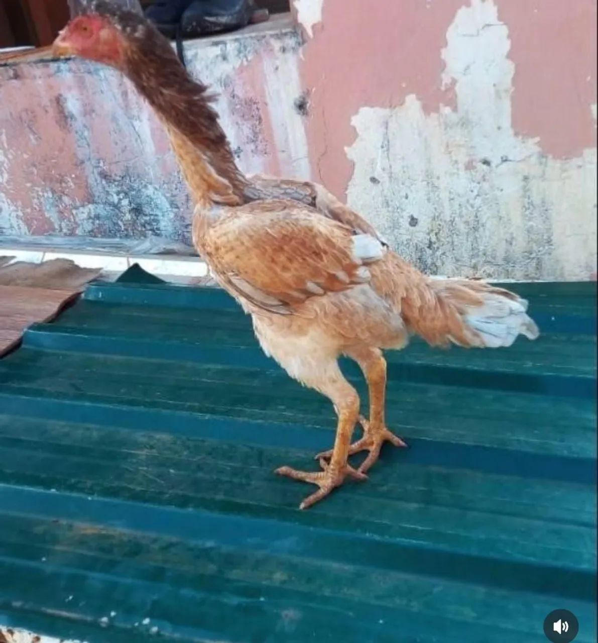 Frangas e galinhas índia pura ótima linhagem - Foto 4