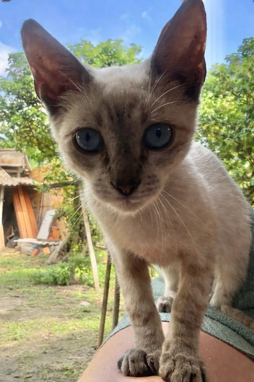 ADOÇÃO DE GATINHOS - Foto 2
