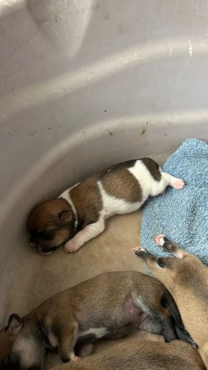 Cachorro  - Foto 2