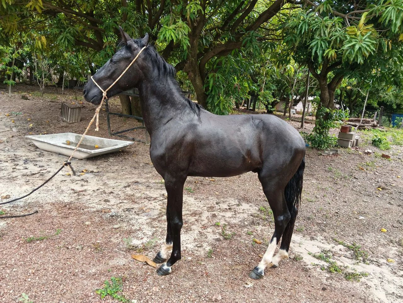 Vendo 2 anos e 2 messes leia anúncio !  - Foto 5