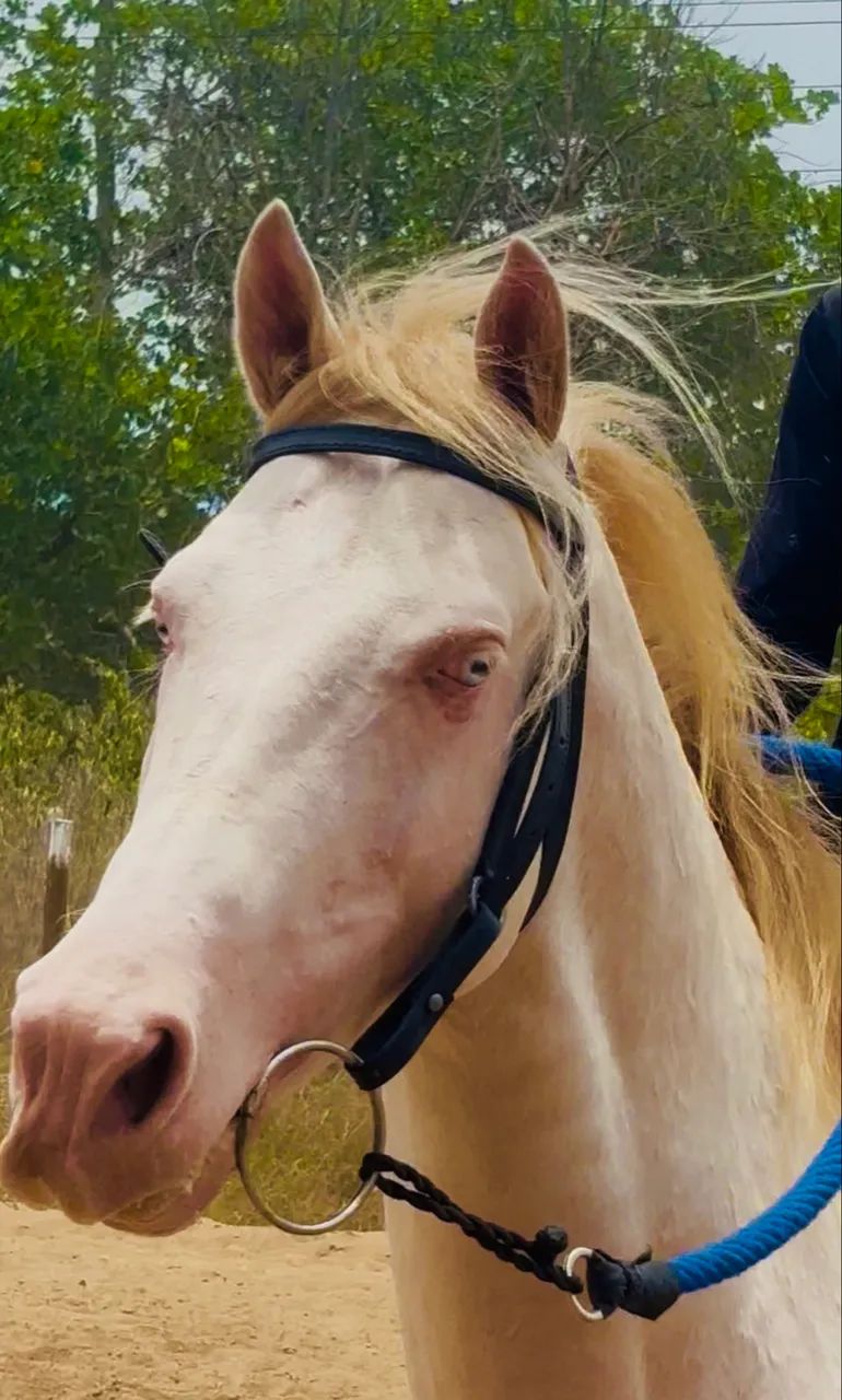 Cavalo Mangalarga - Foto 5