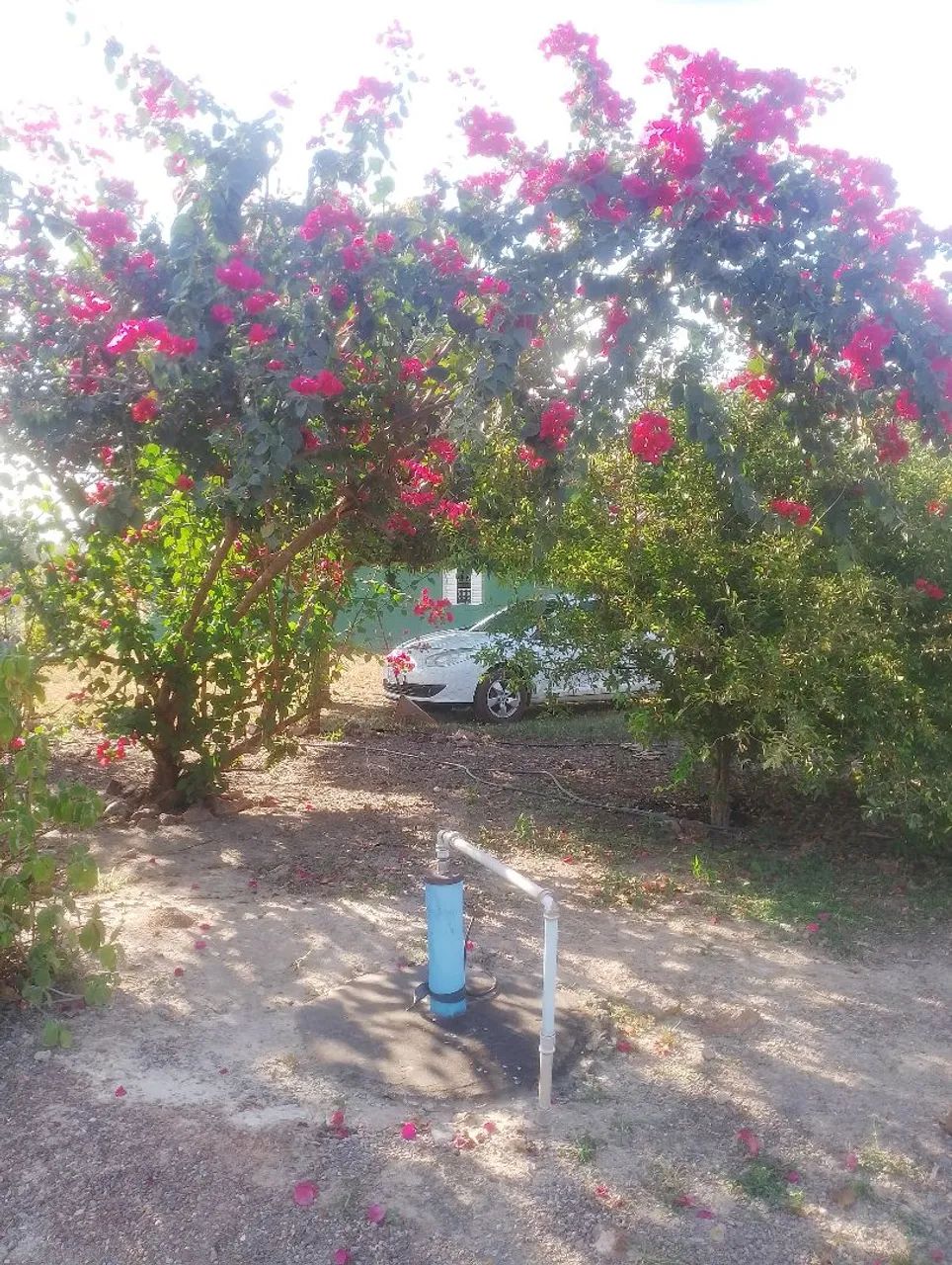 Chácara produtiva a venda.