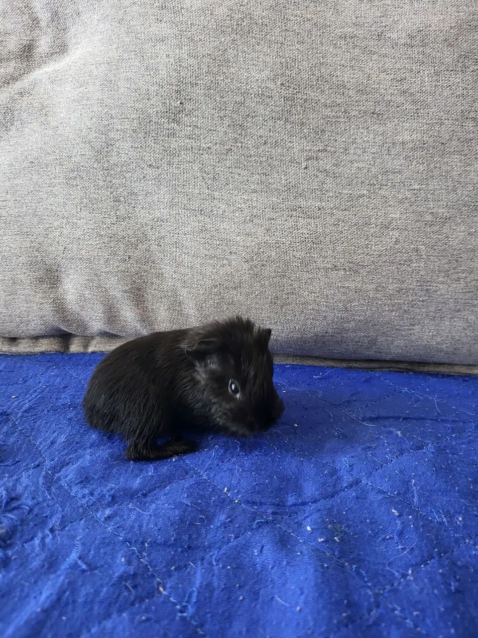 Porco da india  - Foto 5