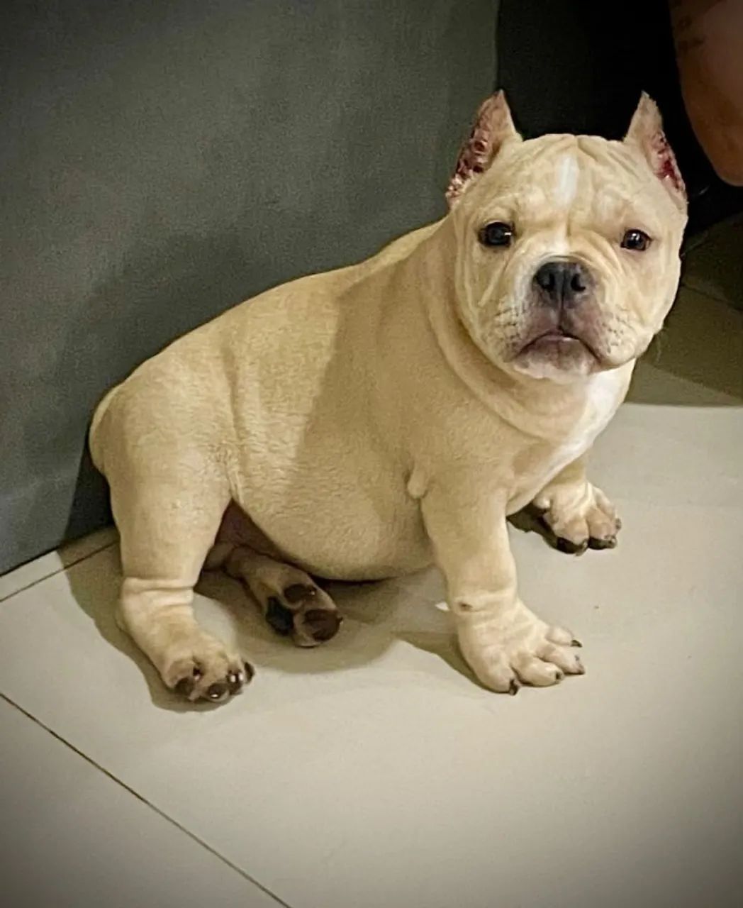 American bully micro  - Foto 3