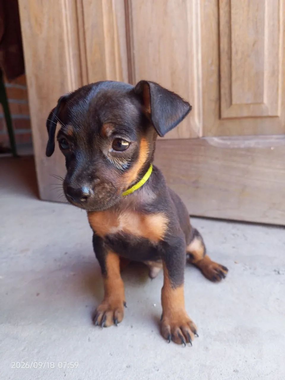 Pincher macho disponíveis 