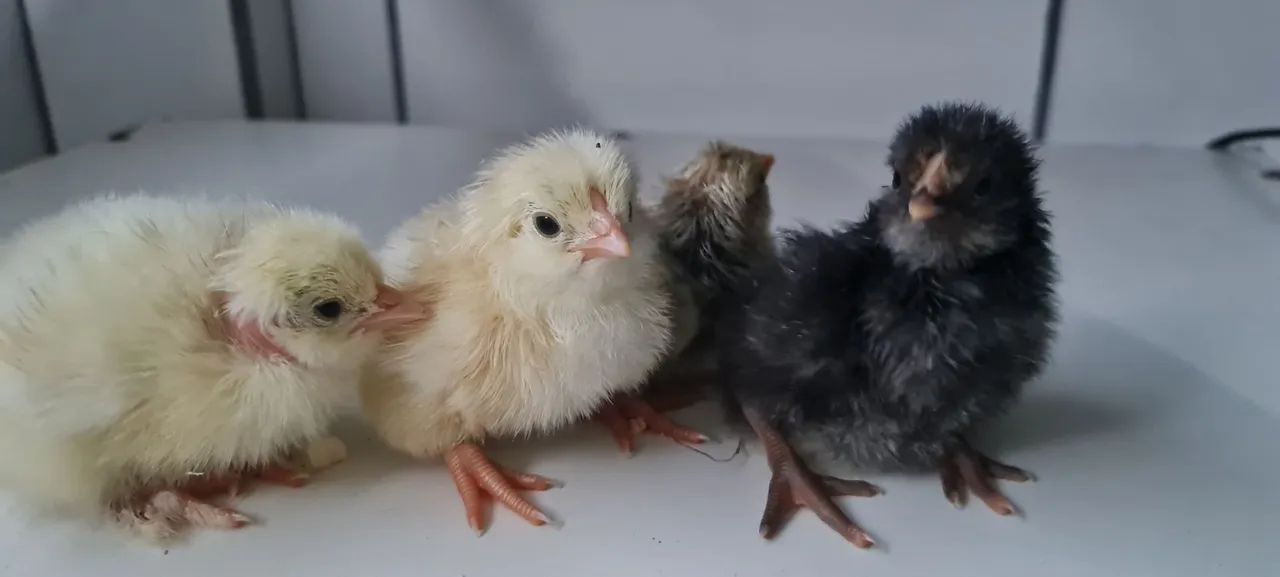 Pintinho caipira - Foto 3