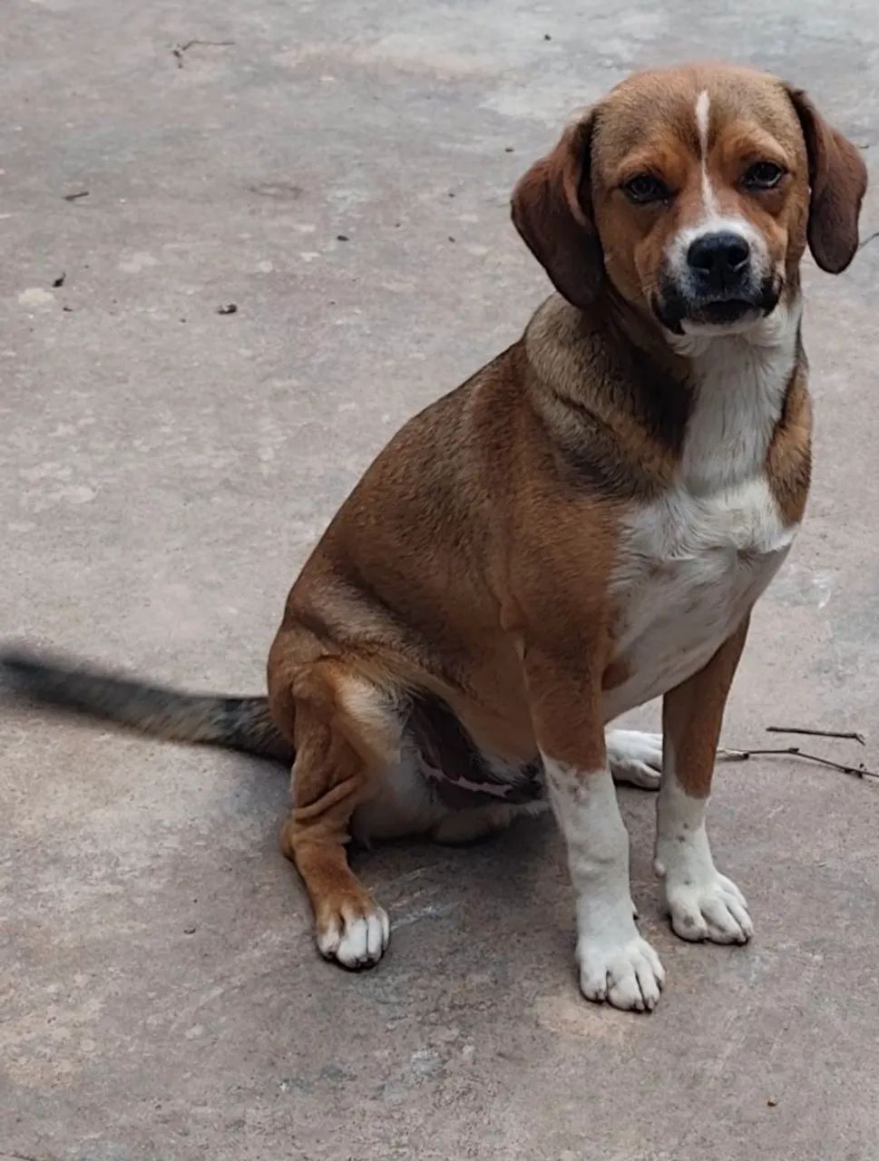 Cachorro macho para adoção 