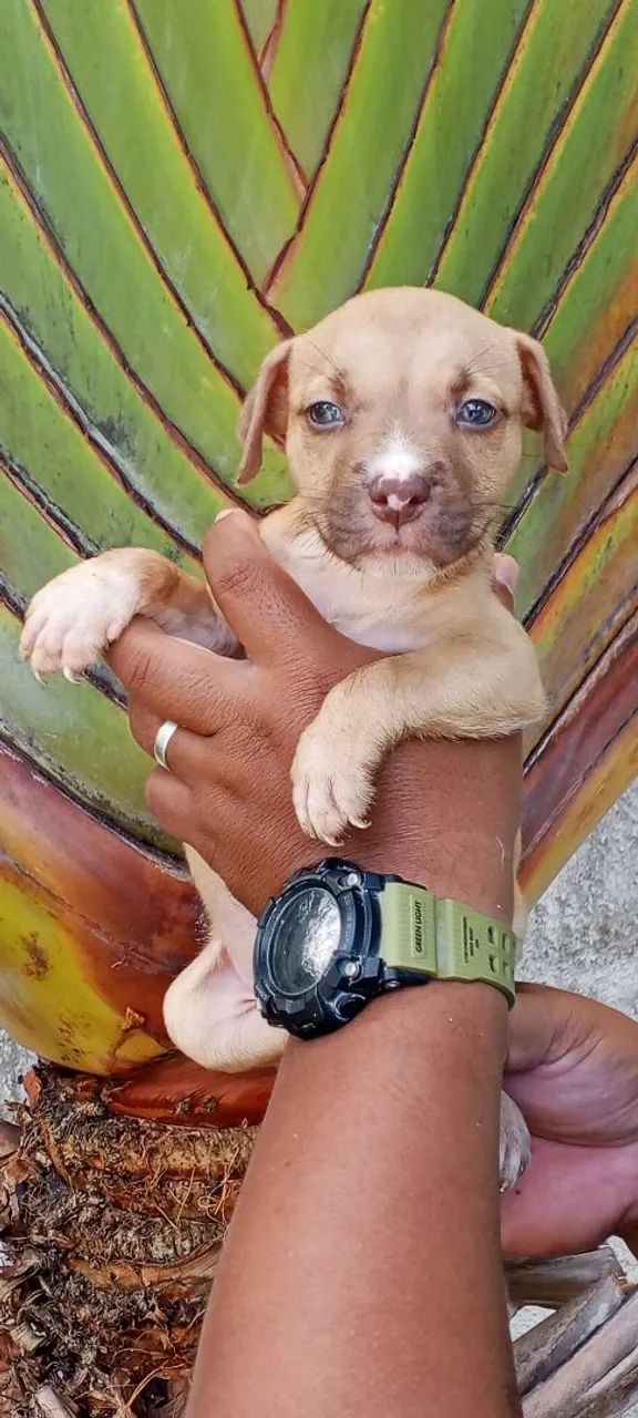 Pit Monsters disponíveis para entrega  - Foto 4