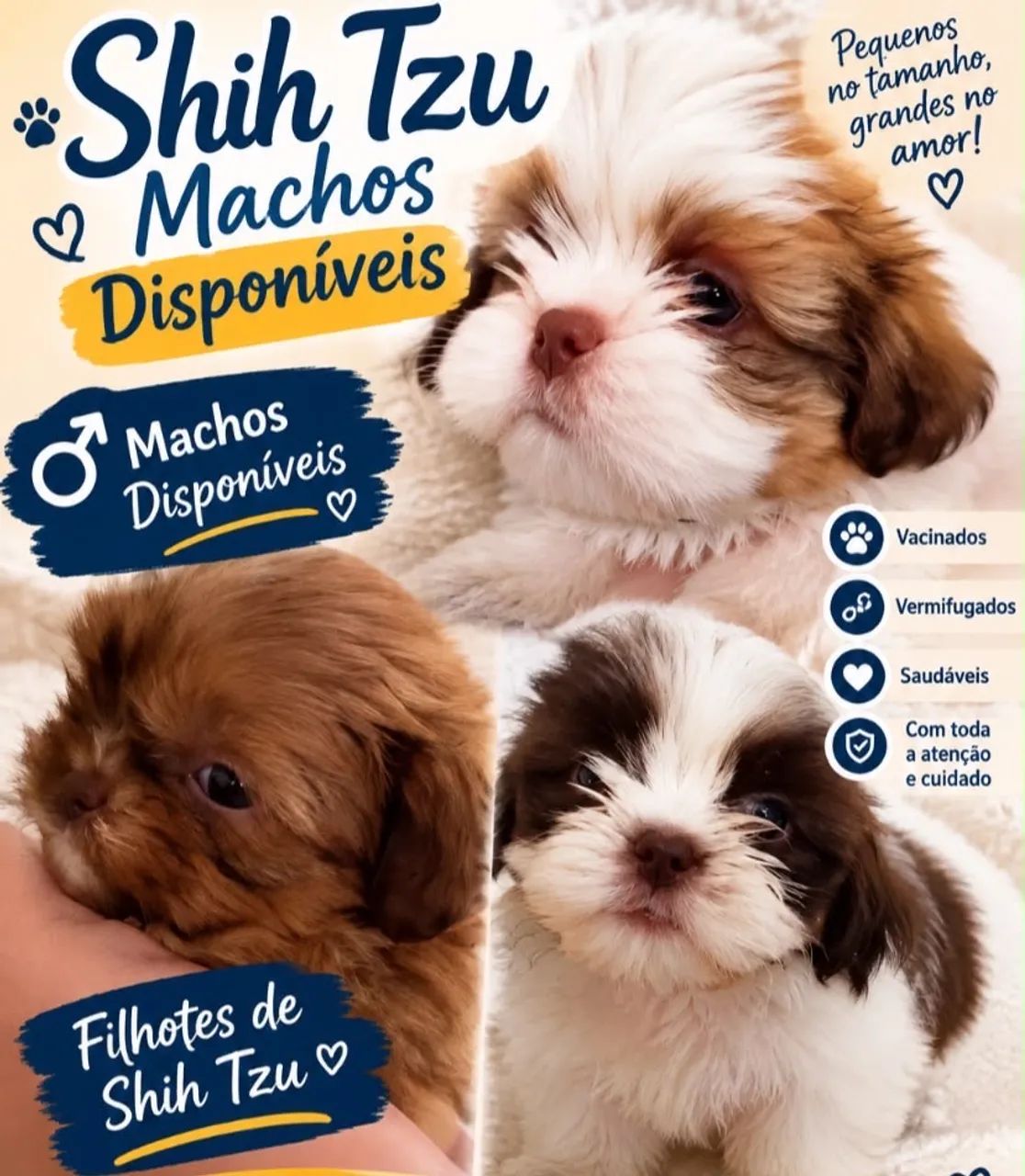 Filhotes de Shitzu 