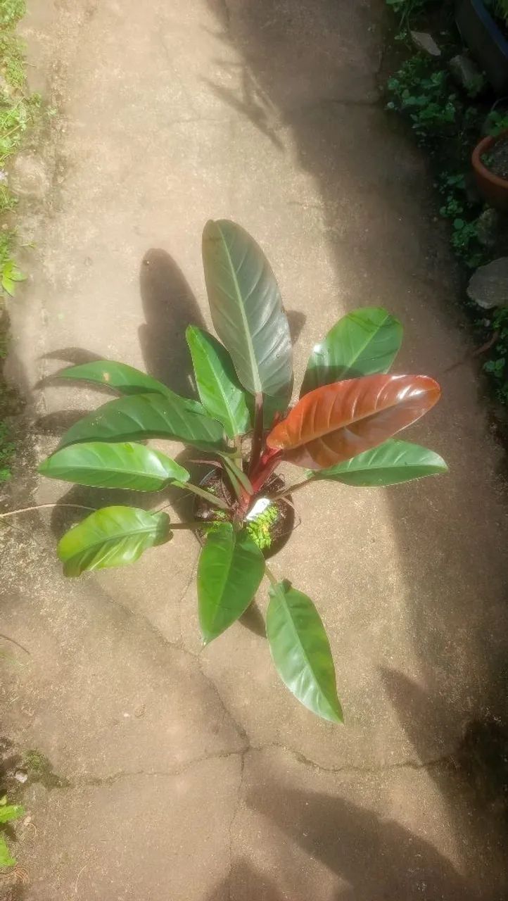 Filodendro congo red - Foto 2