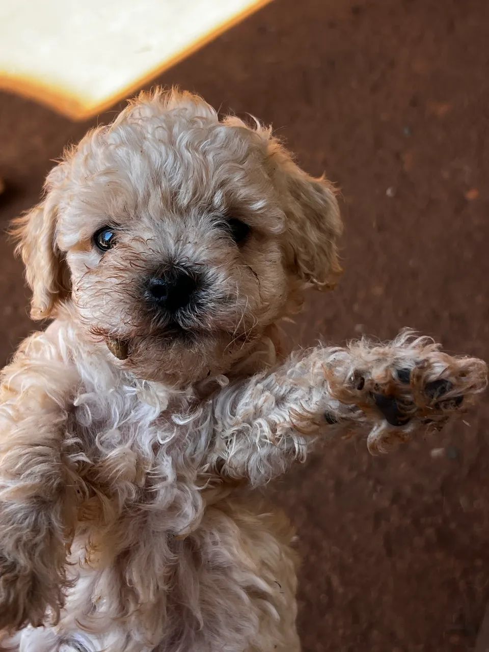 Poodles Filhotes Macho