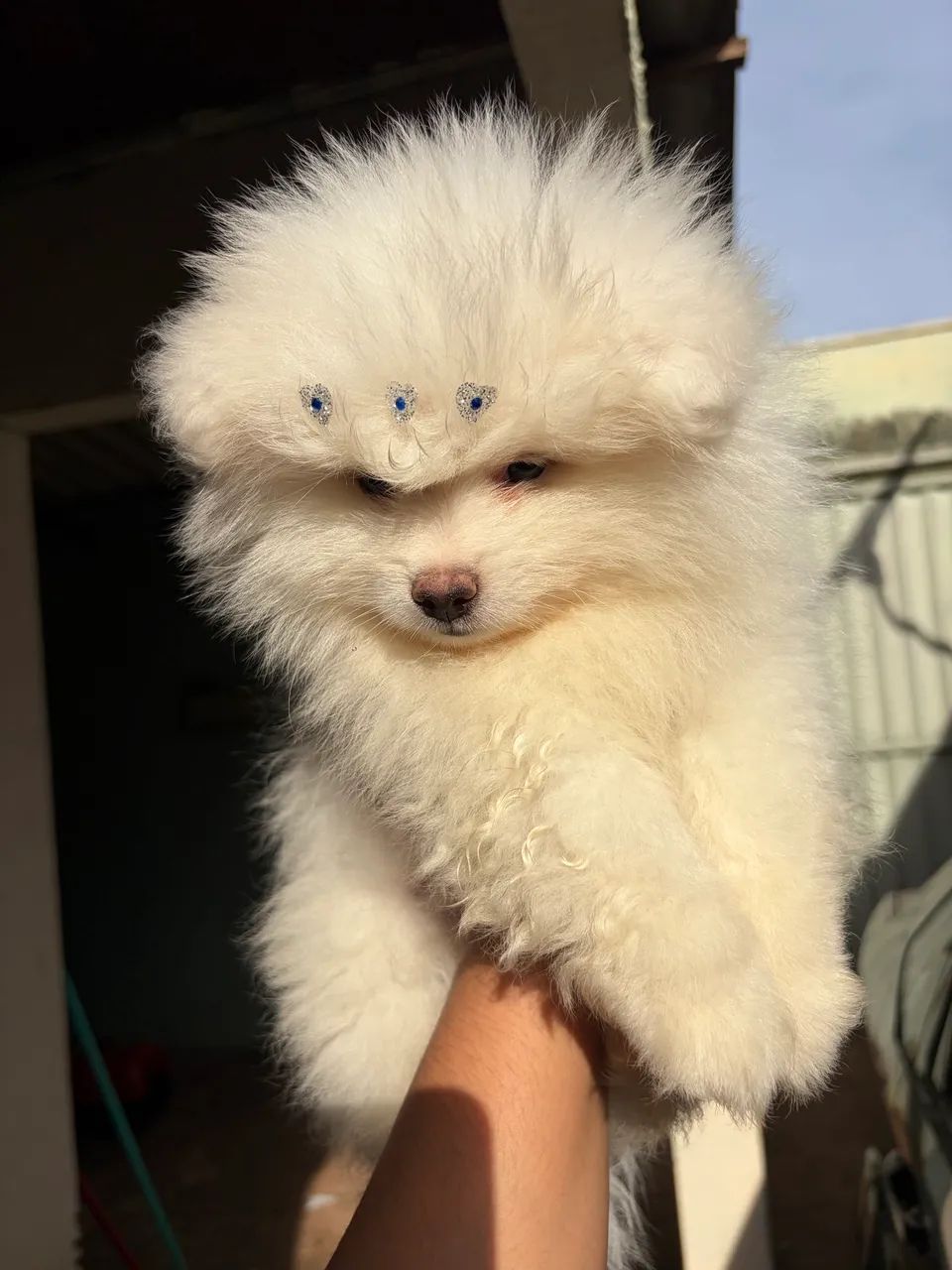 Macho spitz alemão  - Foto 2