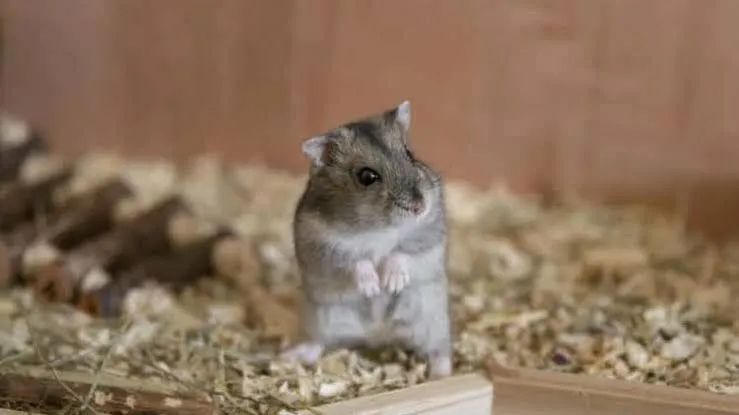 Hamster - Foto 2