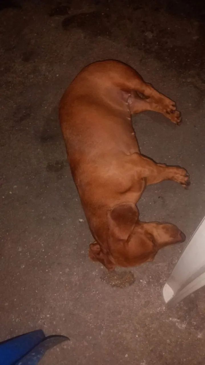 Vende-se Bassê  - Foto 2