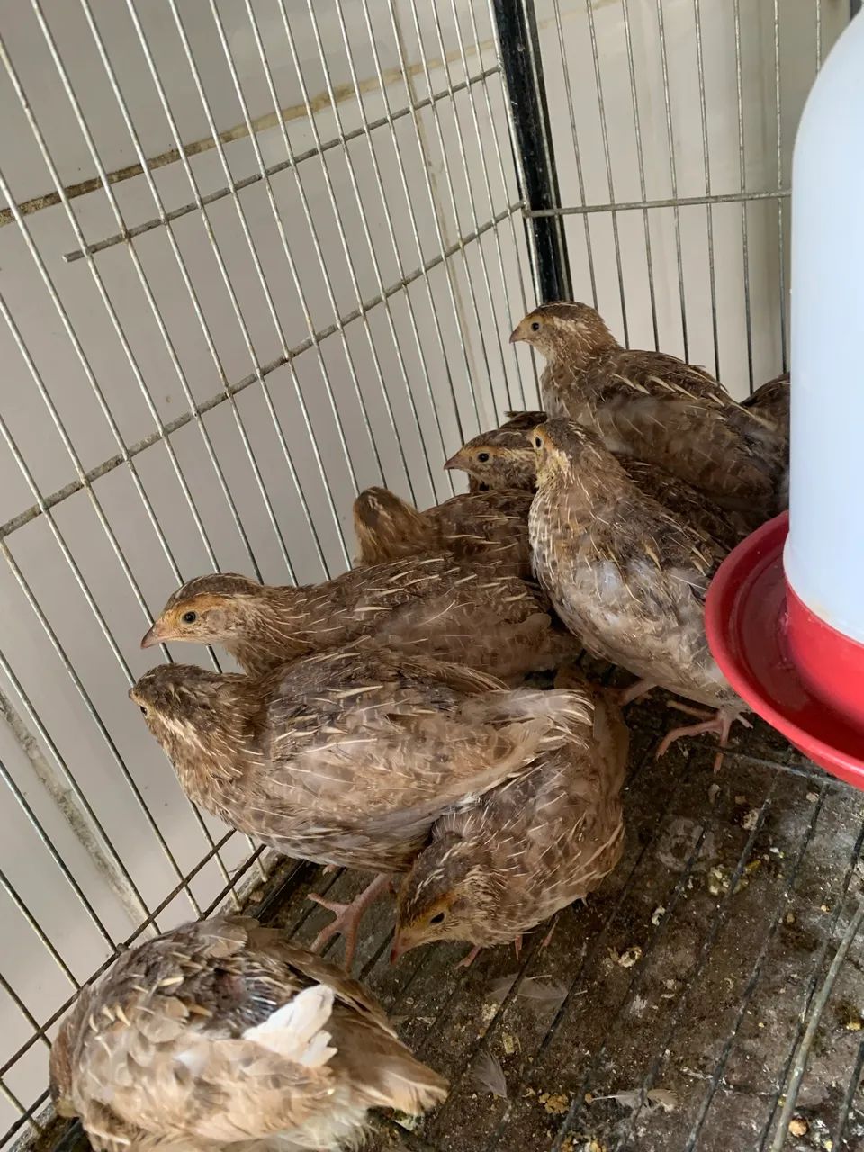 Codornas e pintinhos 
