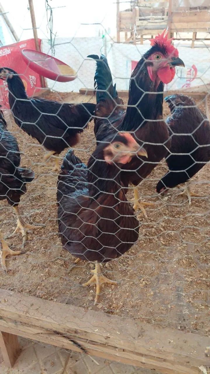 Frangos Rhode insland Red - Foto 4