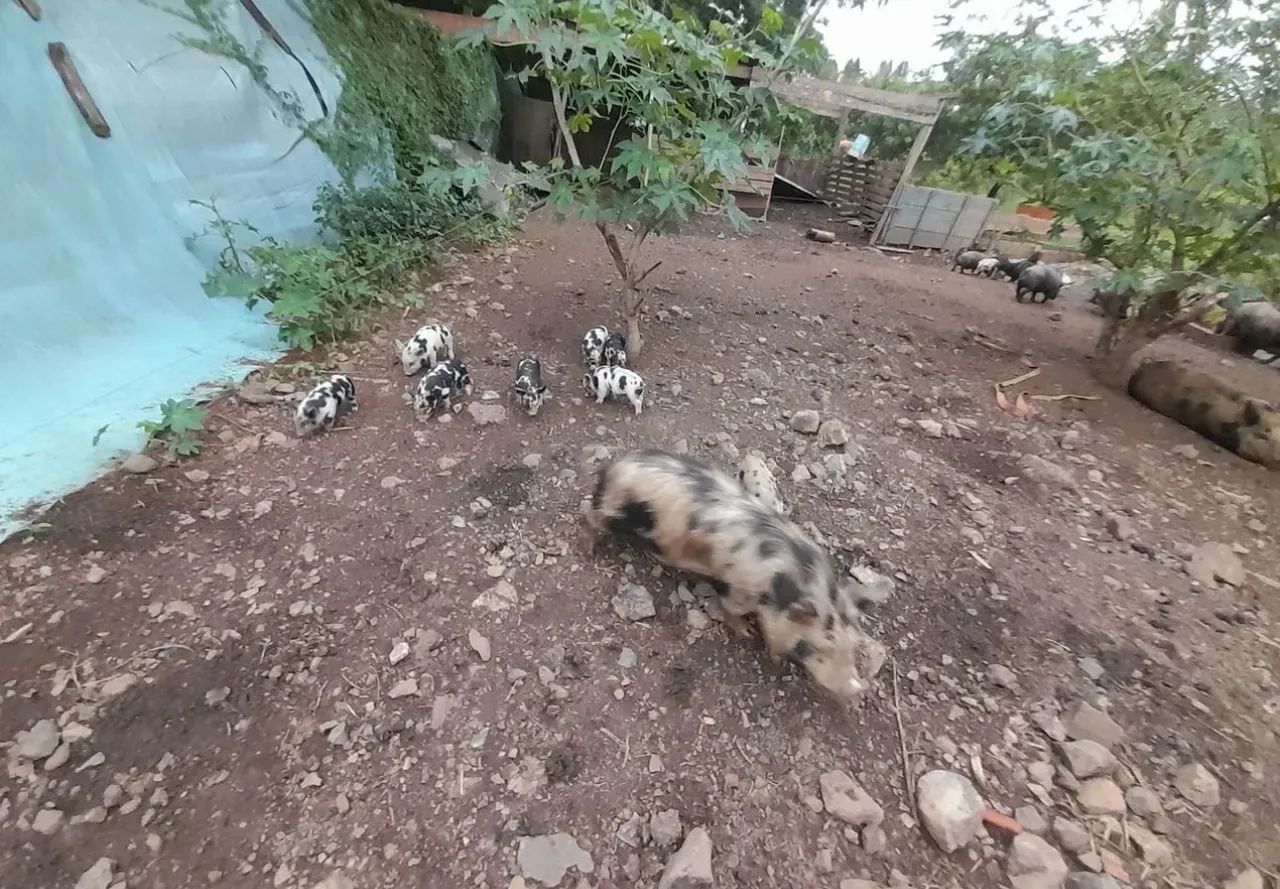 Mini porcos  - Foto 5