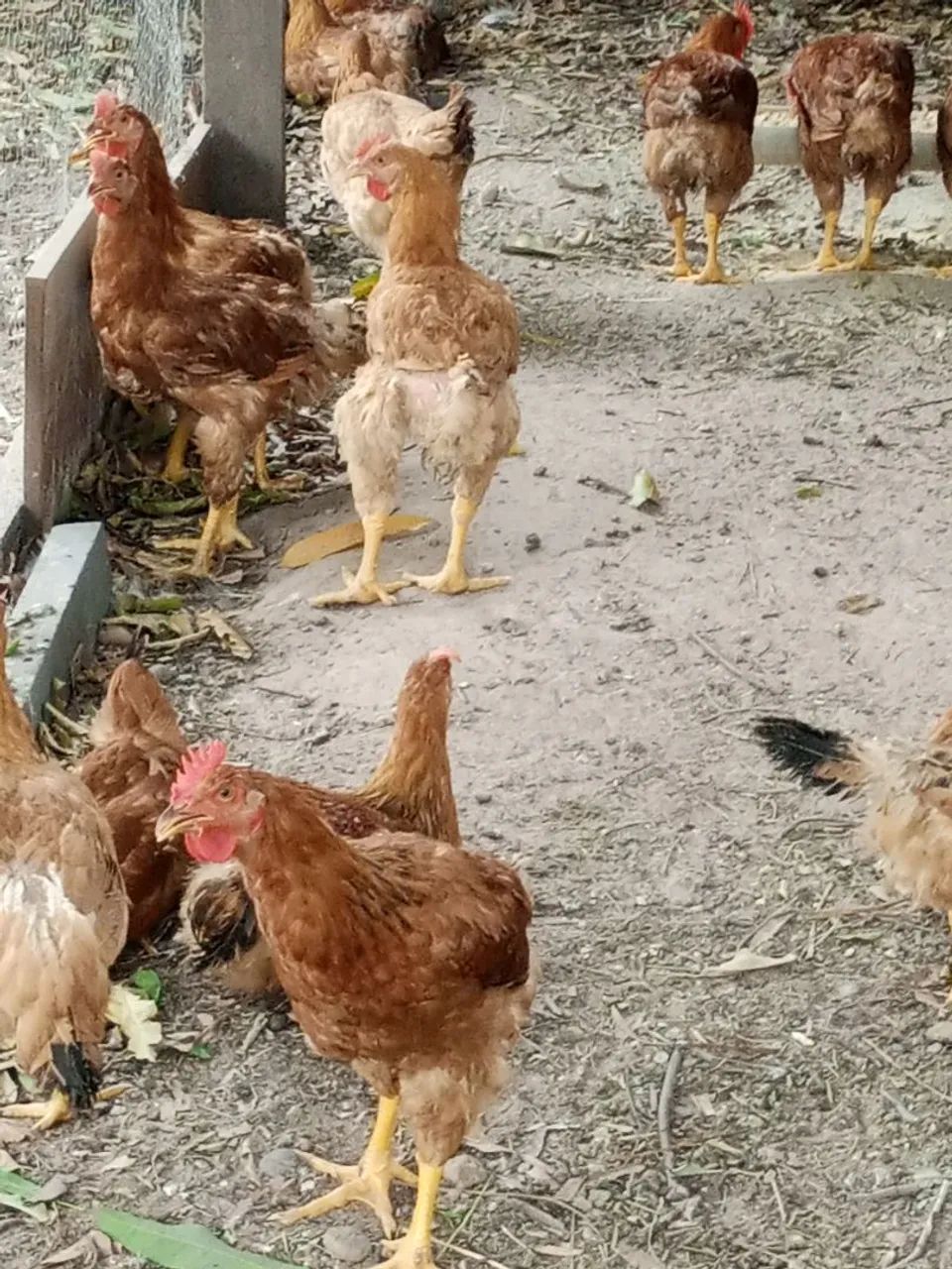 Galinha  - Foto 3