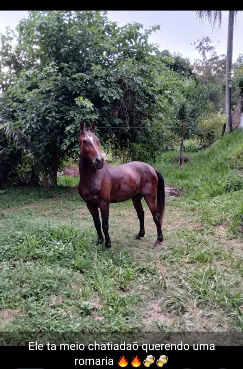 Cavalo trotador  - Foto 5