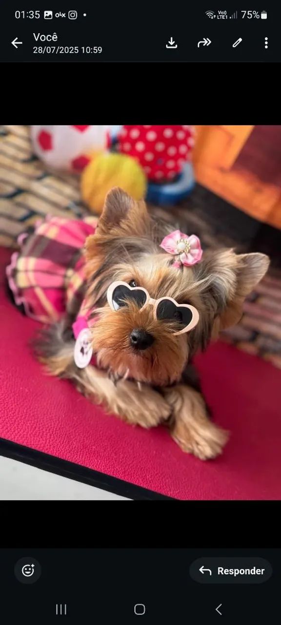 Yorkshire   bem mini 