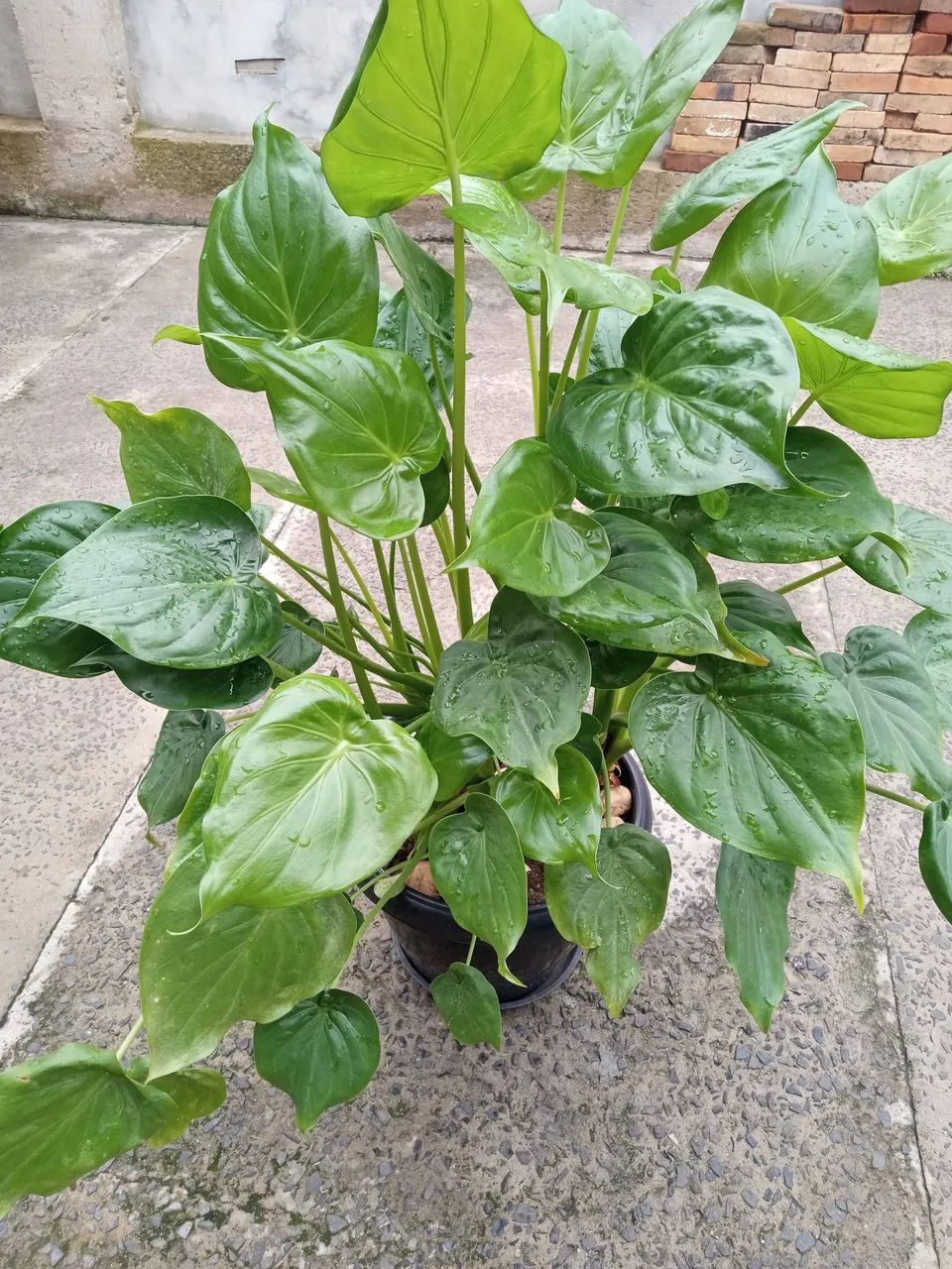 Vaso com planta coração de boi  - Foto 2