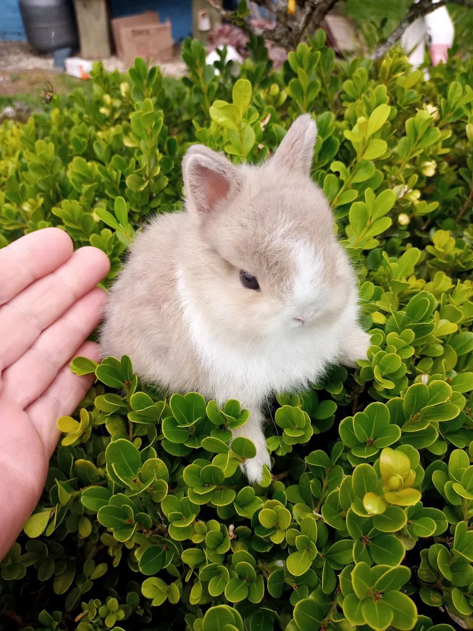 Filhotes de mini coelhos nertland  - Foto 3