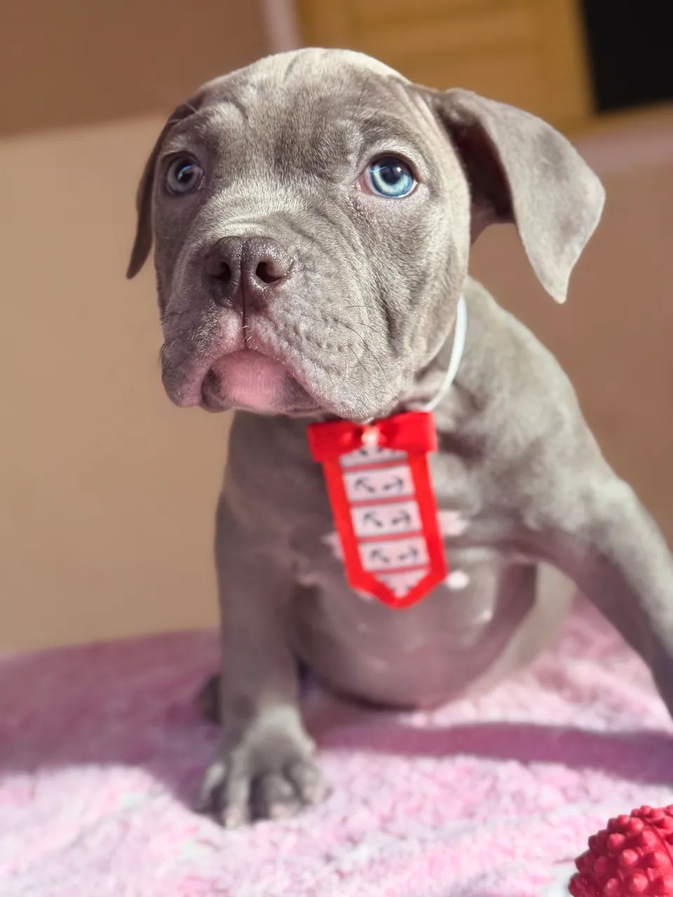 American bully - blue 