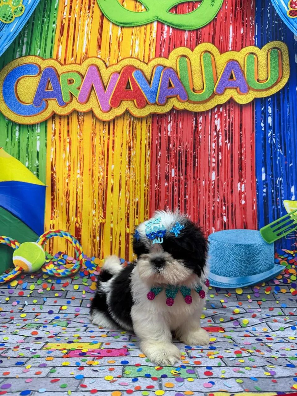 Vendo lindo filhote shitzu  - Foto 2