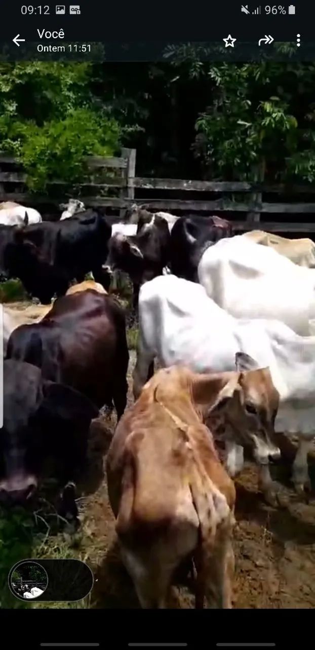 A venda gado machos 