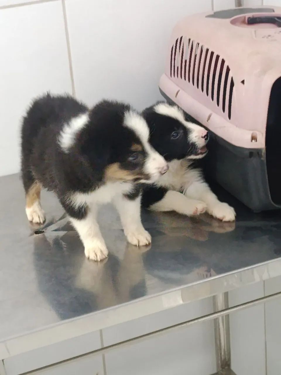 Border collie 