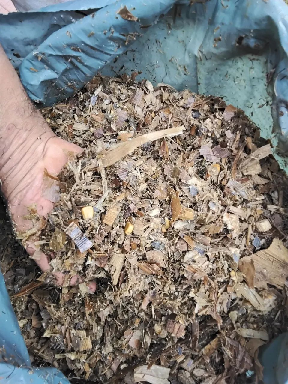 Silagem top 10 , 100% do milho, a melhor silagem da ponte alta - Foto 3