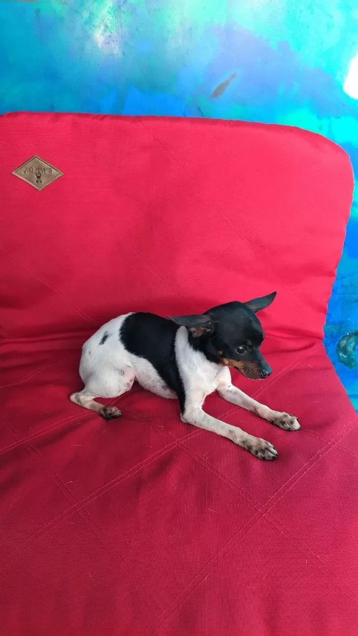 FEMEA DE PINSCHER  - Foto 2