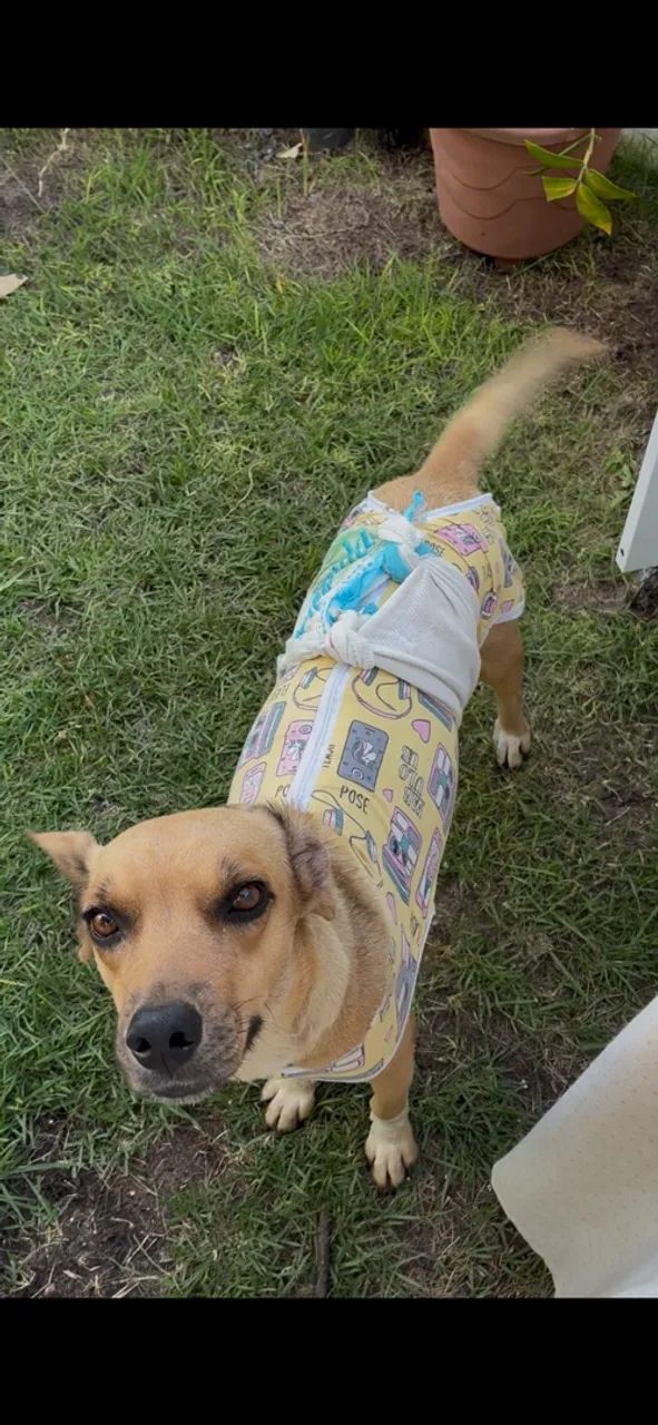 JADE - PARA ADOÇÃO RESPONSALVEL
